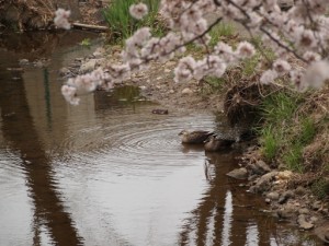 桜が満開まで、もうわずか・・・ 写真