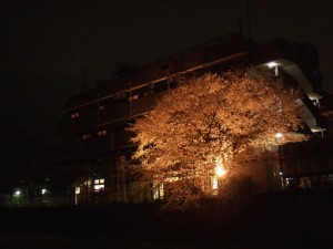 満開の桜の夜の顔。 写真