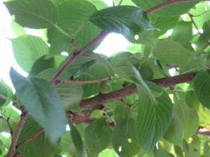 ー　さくらんぼ　です！！　ー 写真