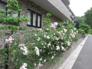 ー　５月のバラです　－ 写真