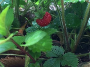 ハーブガーデンに小さなイチゴ。 写真