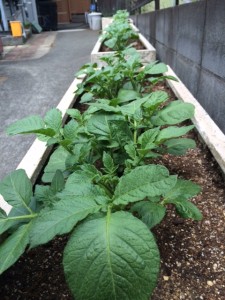 農業系施設？ 写真