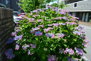 紫陽花です。 写真