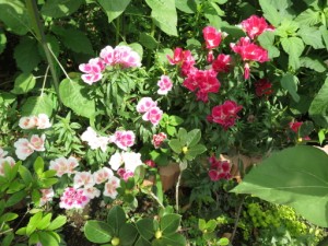 花壇が華やかになりました。 写真