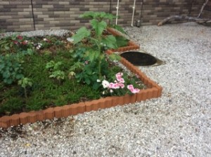 ー　アサガオです　－ 写真