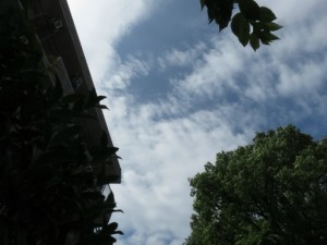 台風一過、、、梅雨明けかな。 写真