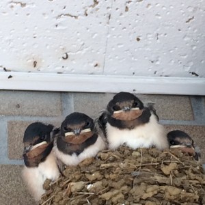 巣立ちを待ちます。 写真