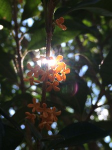 ～金木犀～ 写真