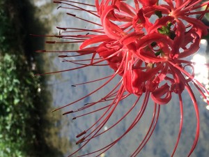 ～曼珠沙華～ 写真