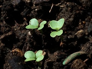 ～畑　事情～ 写真