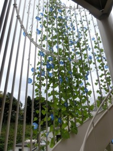 ～アサガオが、まだ頑張って咲いています！～ 写真