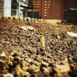 ～畑　事情　～ 写真