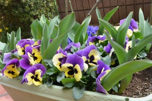 『春が近づいていますね！』 写真