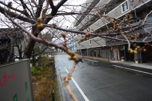 『桜のつぼみです！！』 写真