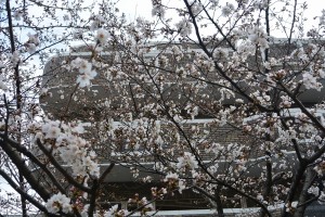 桜が開花しました！ 写真