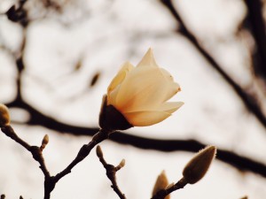 桜はまだまだ 写真