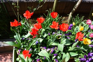 春・満開・チューリップです。 写真