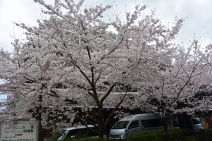 桜・満開です！！ 写真