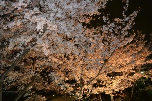 満開の夜桜です！！ 写真