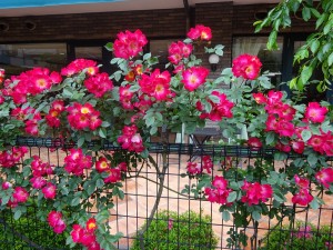 薔薇の花が綺麗です！！ 写真