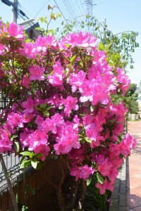 つつじが満開です！！ 写真