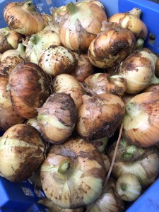 農園の情報 写真