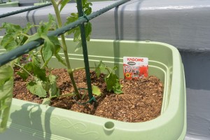 屋上菜園始まりました！ 写真