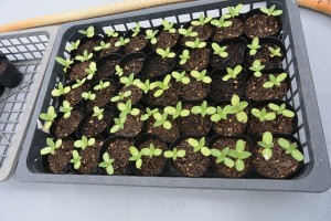 屋上農園がバージョンアップ♪ 写真