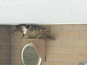 ツバメが子育て中です 写真