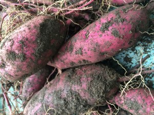 農園の情報 写真