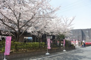 さくら祭り 写真