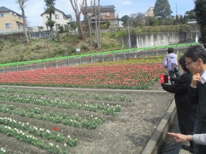 羽村チューリップ祭り＆昼食会 写真