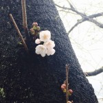 !cid_F66F0365-3FCA-4873-9324-3C6767FCB647