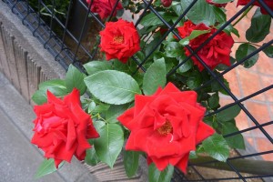 見事なバラ♪ 写真