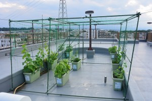 青木ファーム、はじまってます。 写真