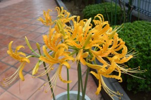 季節はもう秋ですね 写真