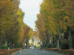 軽食会＆紅葉ドライブ 写真