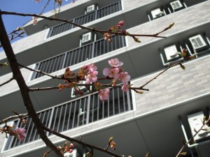 春が近づいてきました 写真