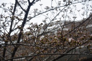 桜が咲きました！！ 写真