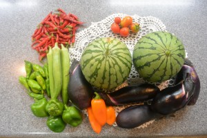 今年の屋上農園♪ 写真