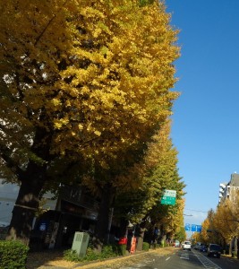 紅葉ドライブ＆軽食会『コメダ珈琲』 写真