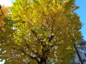紅葉ドライブ＆軽食会「コメダ珈琲」 写真