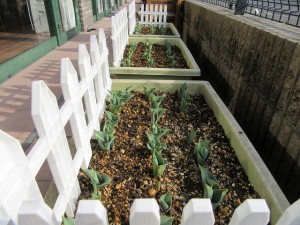 業務部樋口の園芸日誌 写真