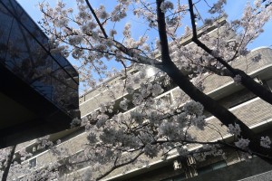 桜が咲きました！ 写真