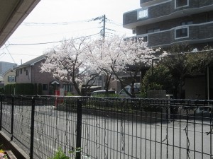 桜満開です！ 写真