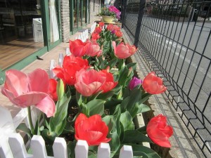 業務部樋口の園芸日誌 写真