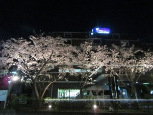 夜桜 写真