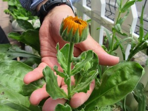 業務部樋口の園芸日誌 写真
