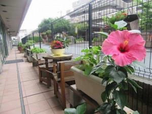 業務部樋口の園芸日誌 写真