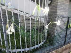業務部樋口の園芸日誌 写真